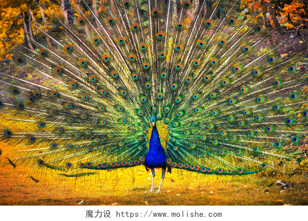 美丽的孔雀开屏蓝色孔雀显示它的羽毛。美丽的鸟背景